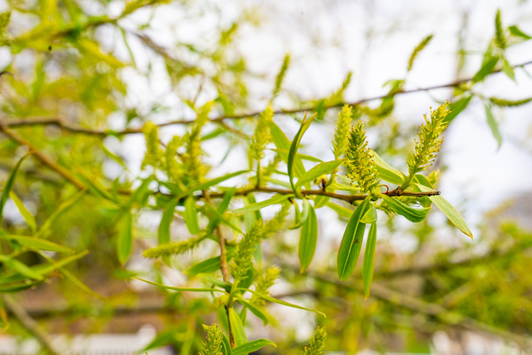 tree leaves buds 4