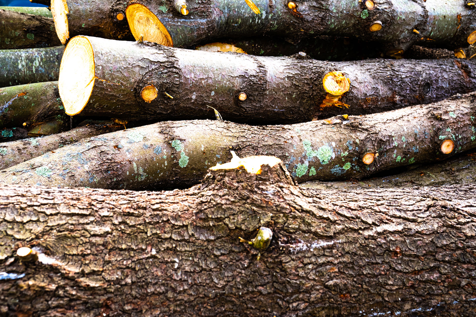 a pile of logs