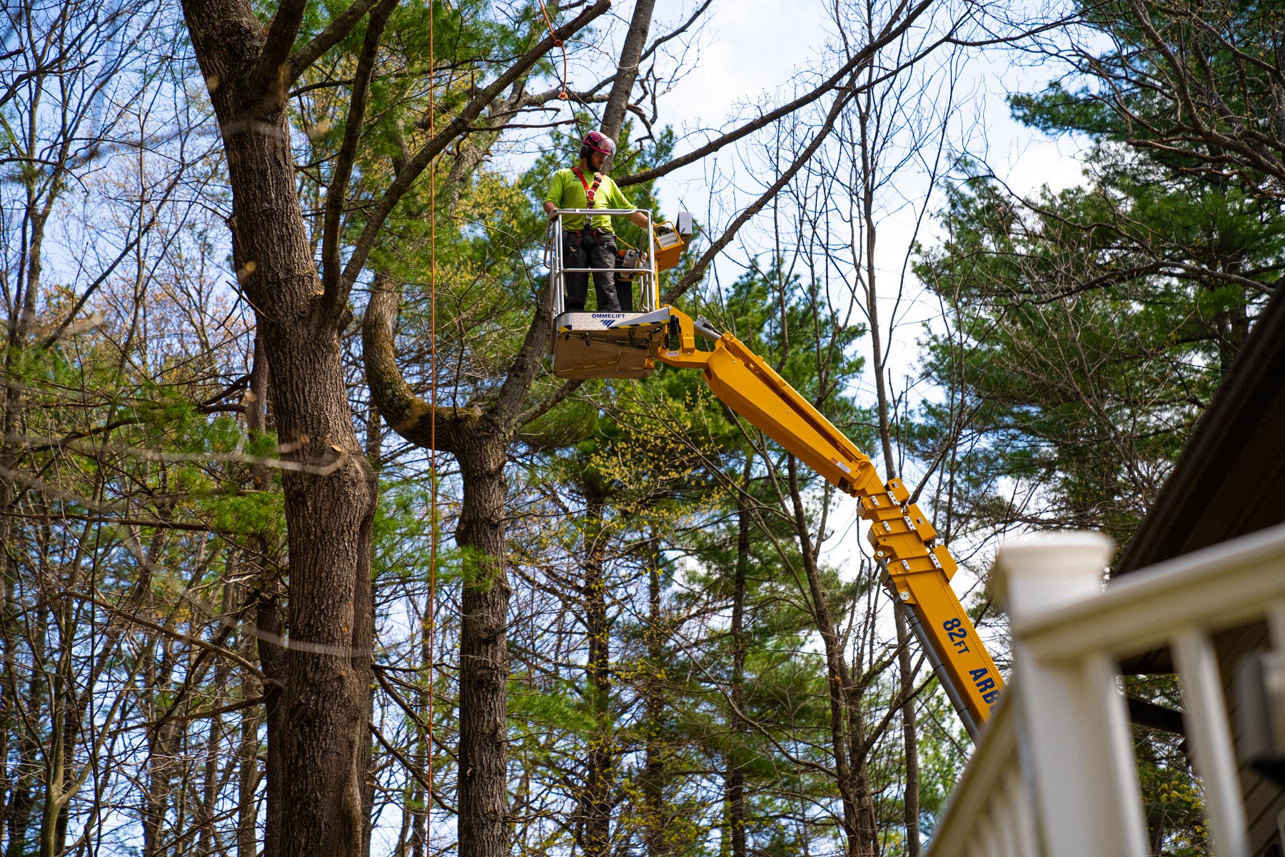 tree removal team in lift cuts branches