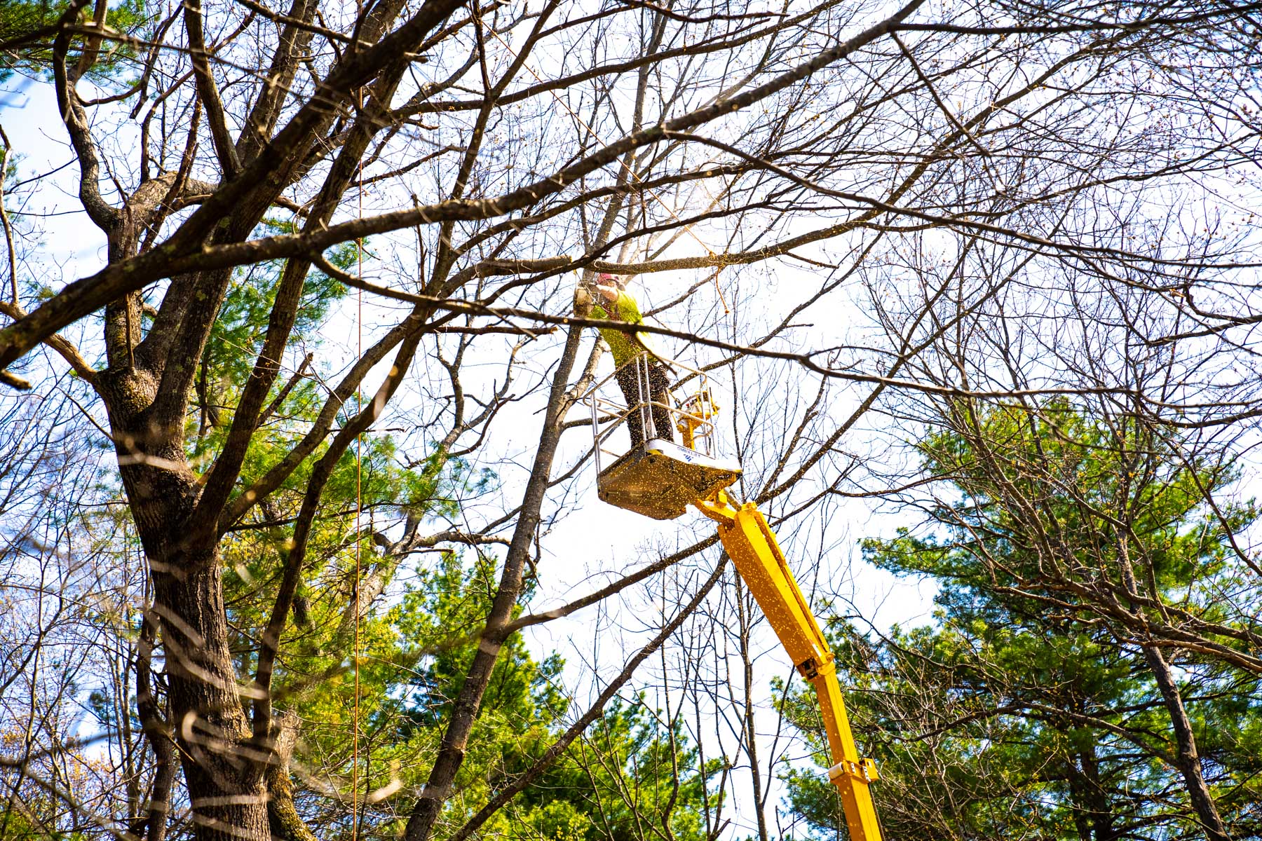 tree removal team cuts limb with chainsaw