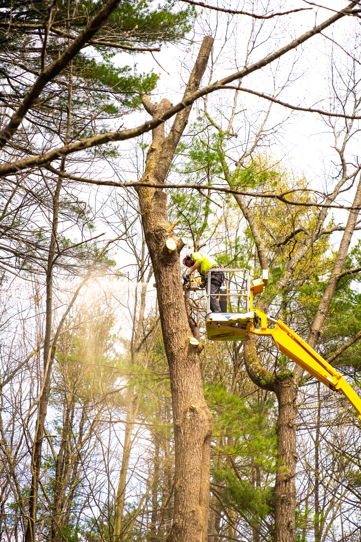 tree removal crew lift chainsaw 6