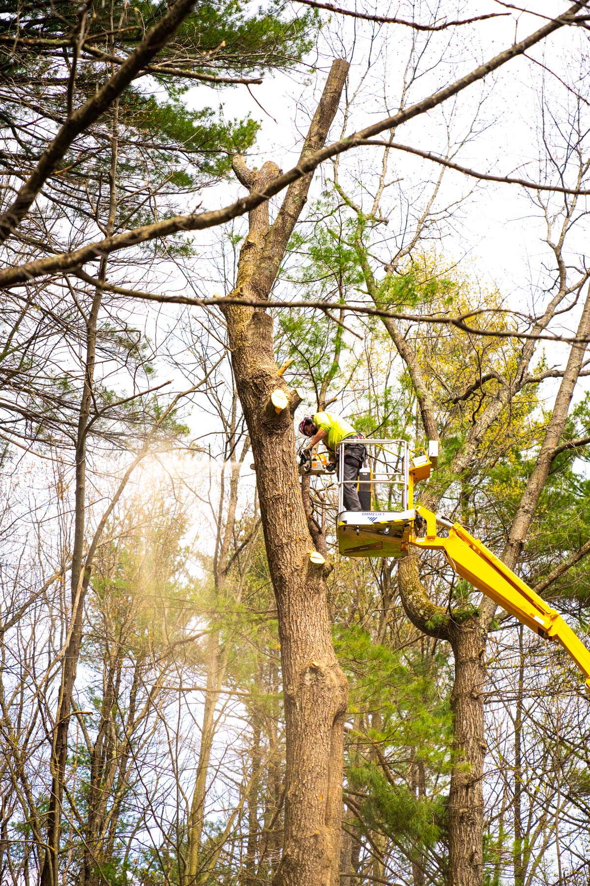 Health and Safety Risks of Cutting Trees