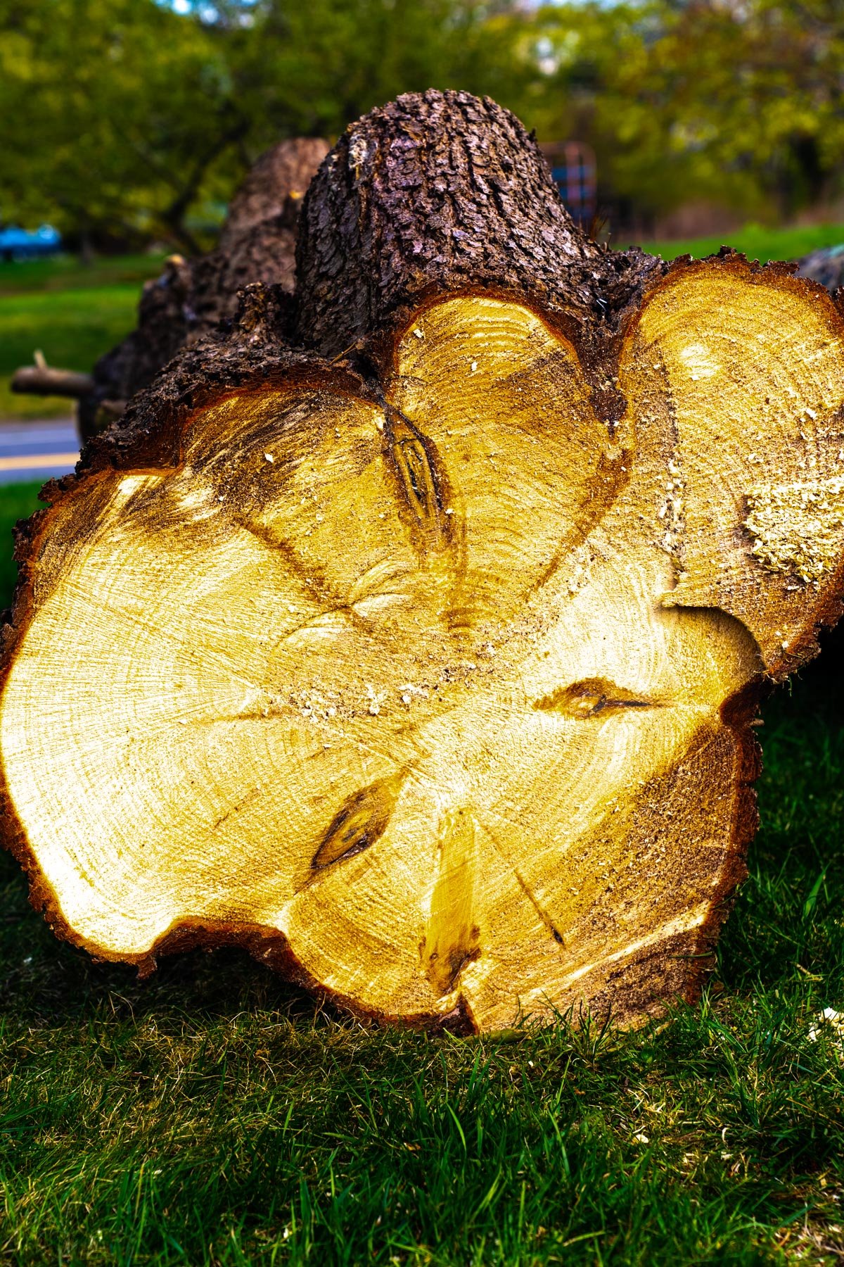 cross section of a cut down tree