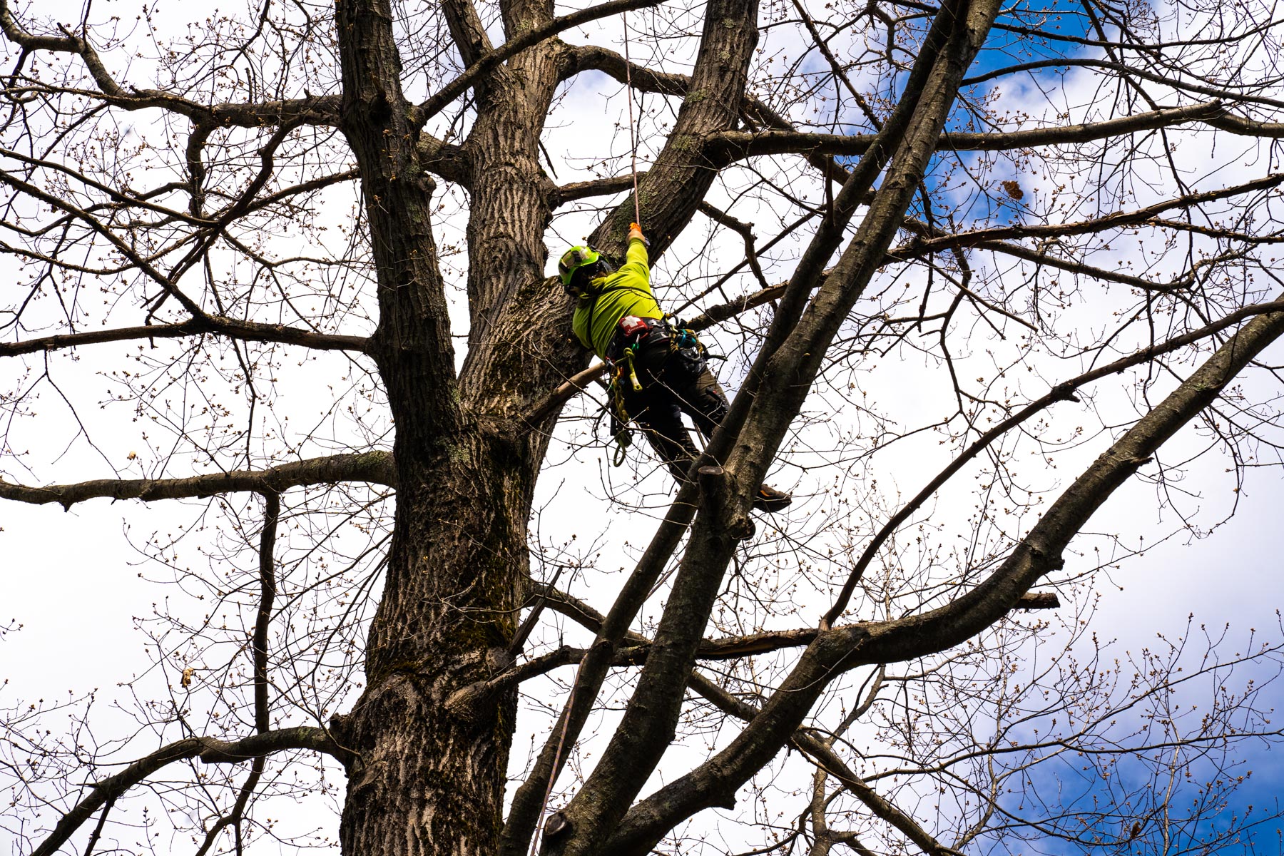 tree expert climbing tree to trim