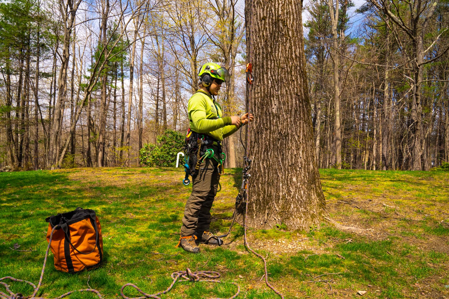 tree service crew climber