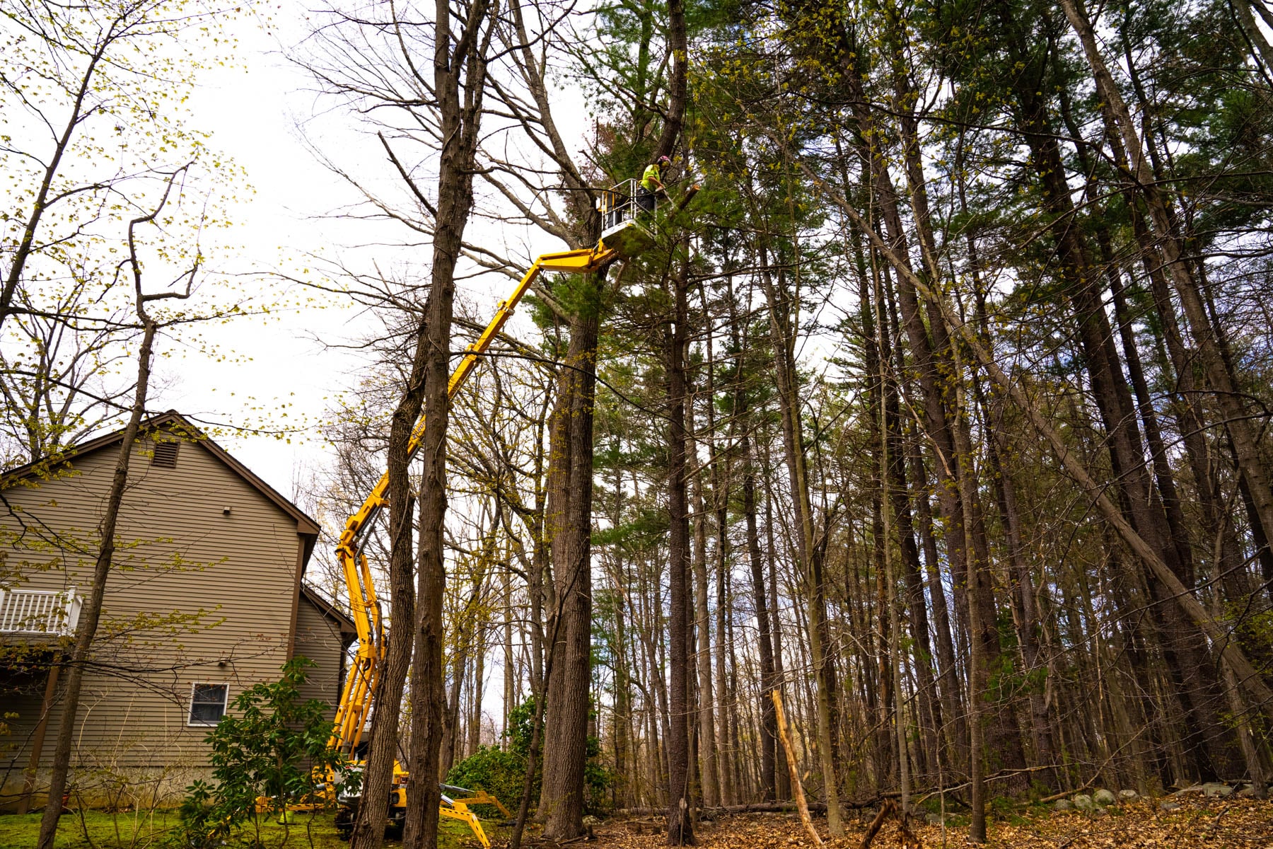 tree topping should be avoided
