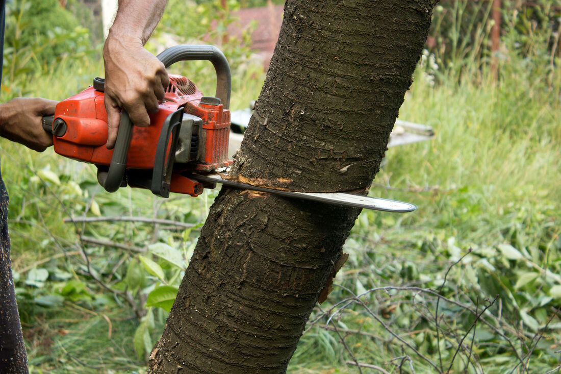 Tree Service Guilford Ct