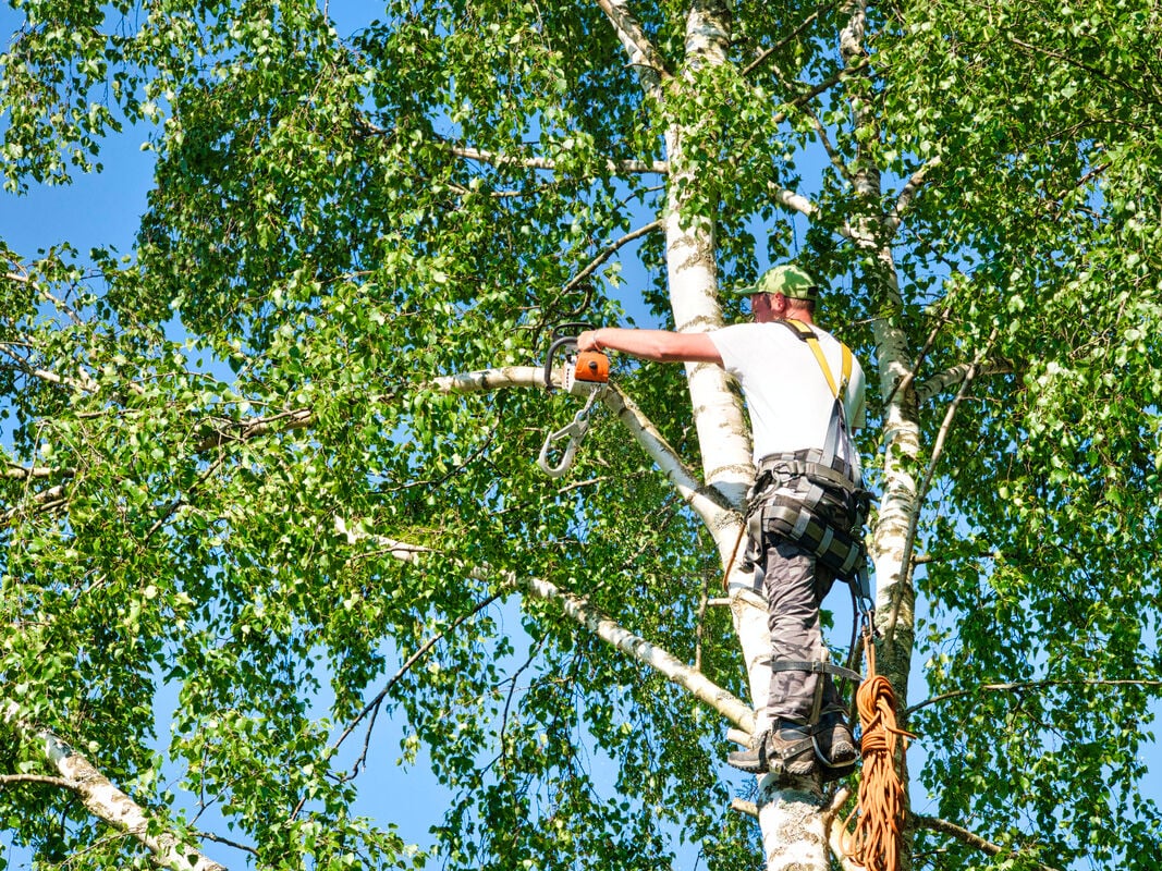 Tree Trimming Lynchburg