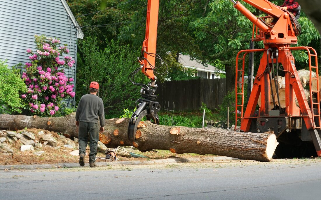 7 Benefits to Hiring a Tree Cutting Company When Your Tree Dies