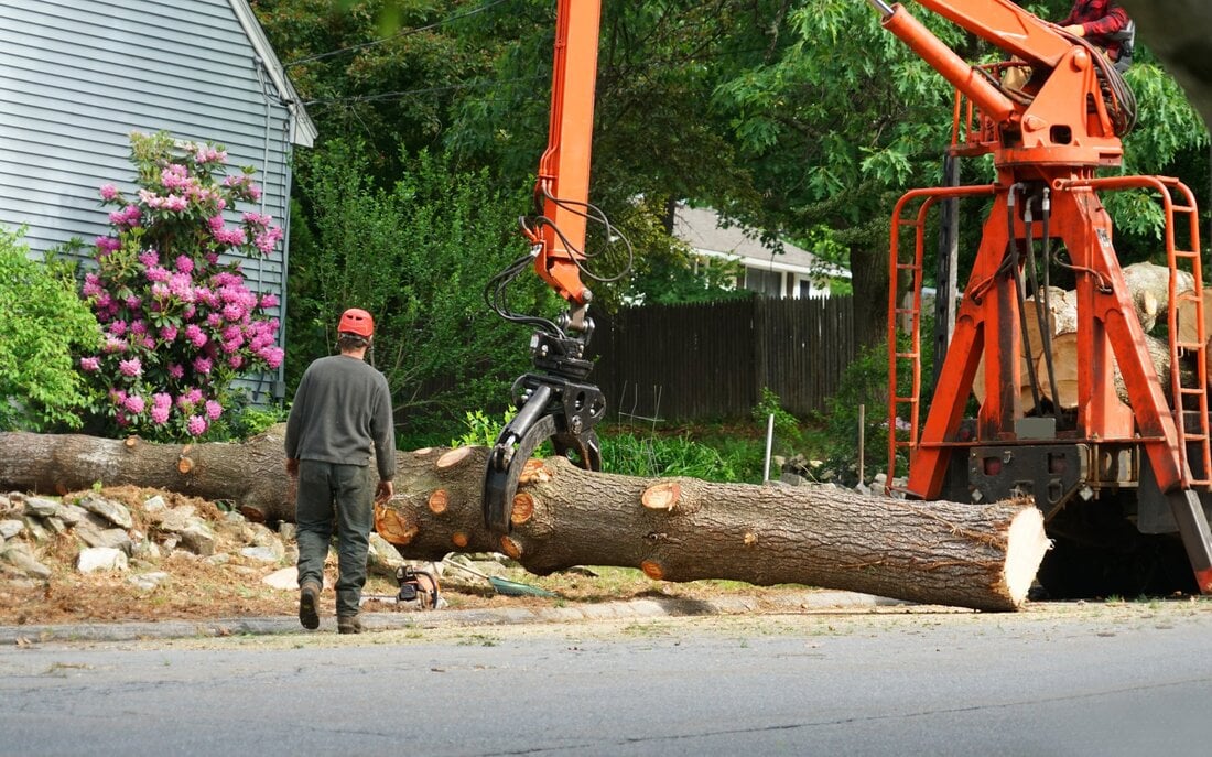 Tree service removing tree