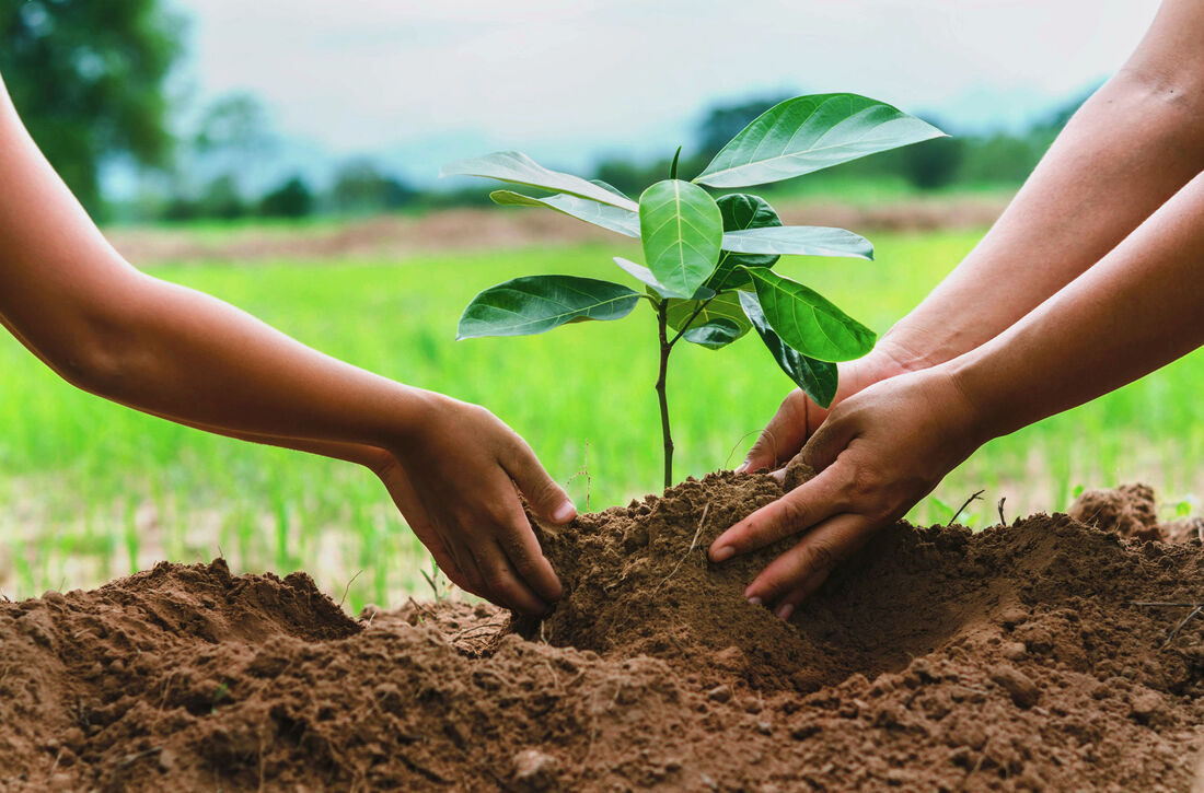 people planting trees