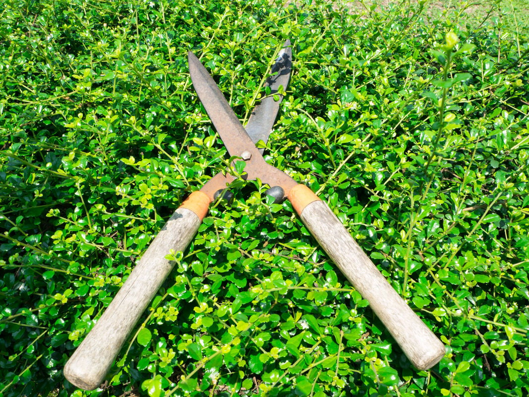 Must-Have Pruning Tools for Gardeners