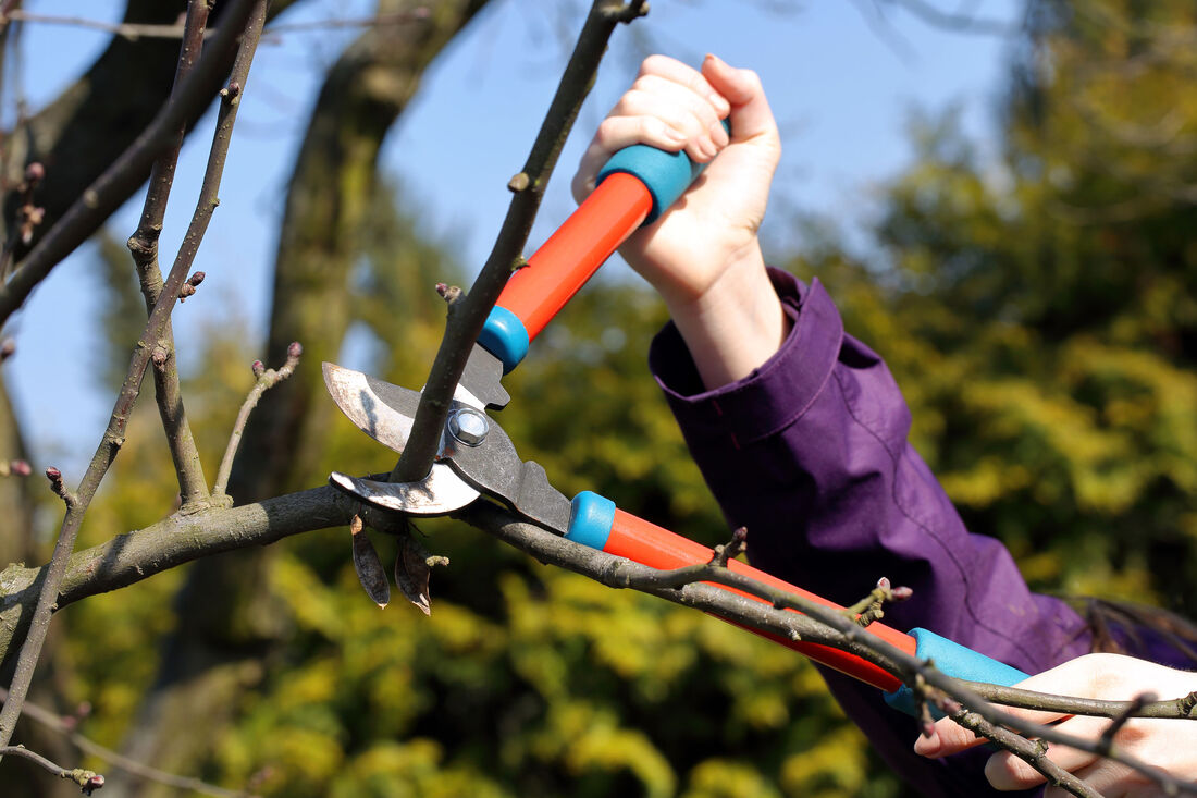 Tree Pruning Tips: From How to Stay Safe to the Best Techniques