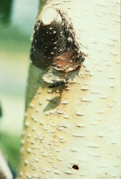 Bronze Birch Borer