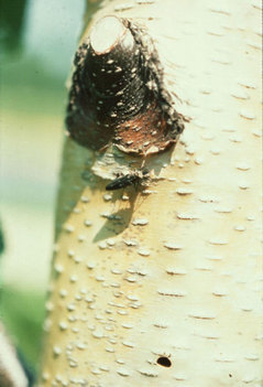 bronze-birch-borer