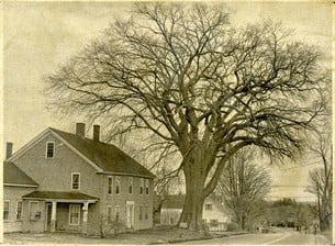 dutch-elm-disease