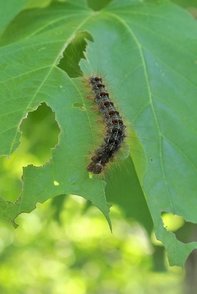 How To Get Rid Of Gypsy Moth Caterpillars - Seacoast Tree Care