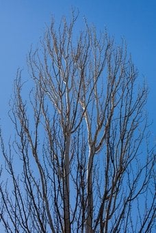 tree-with-no-leaves-on-the-nh-seacoast-1