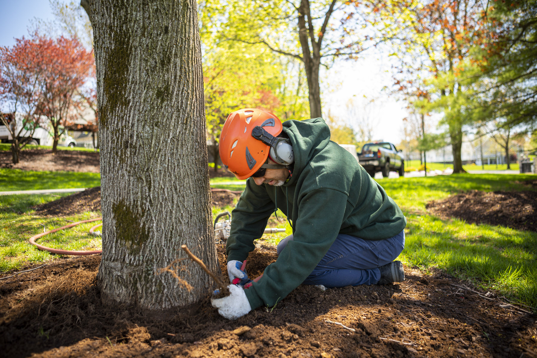 Tree care technician root pruning