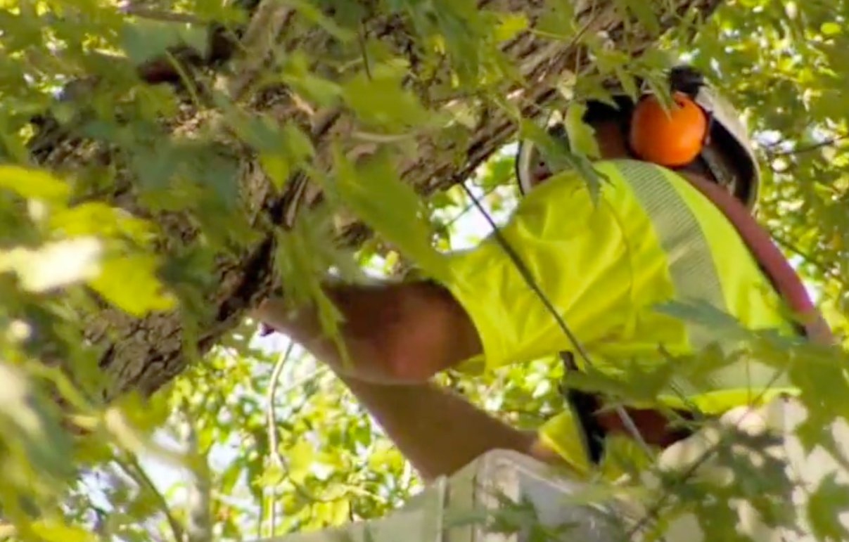 crew pruning tree