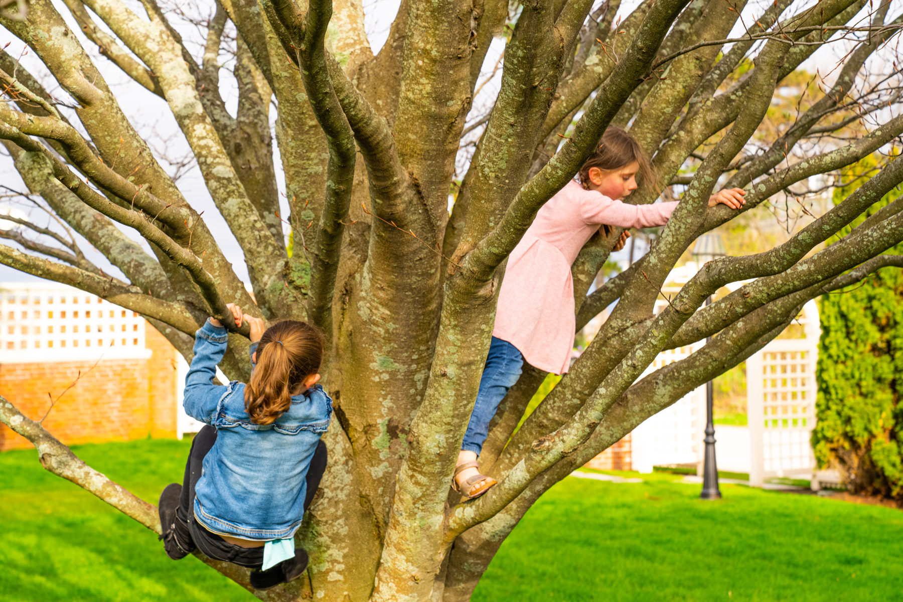 lawn care customer childern climbing tree