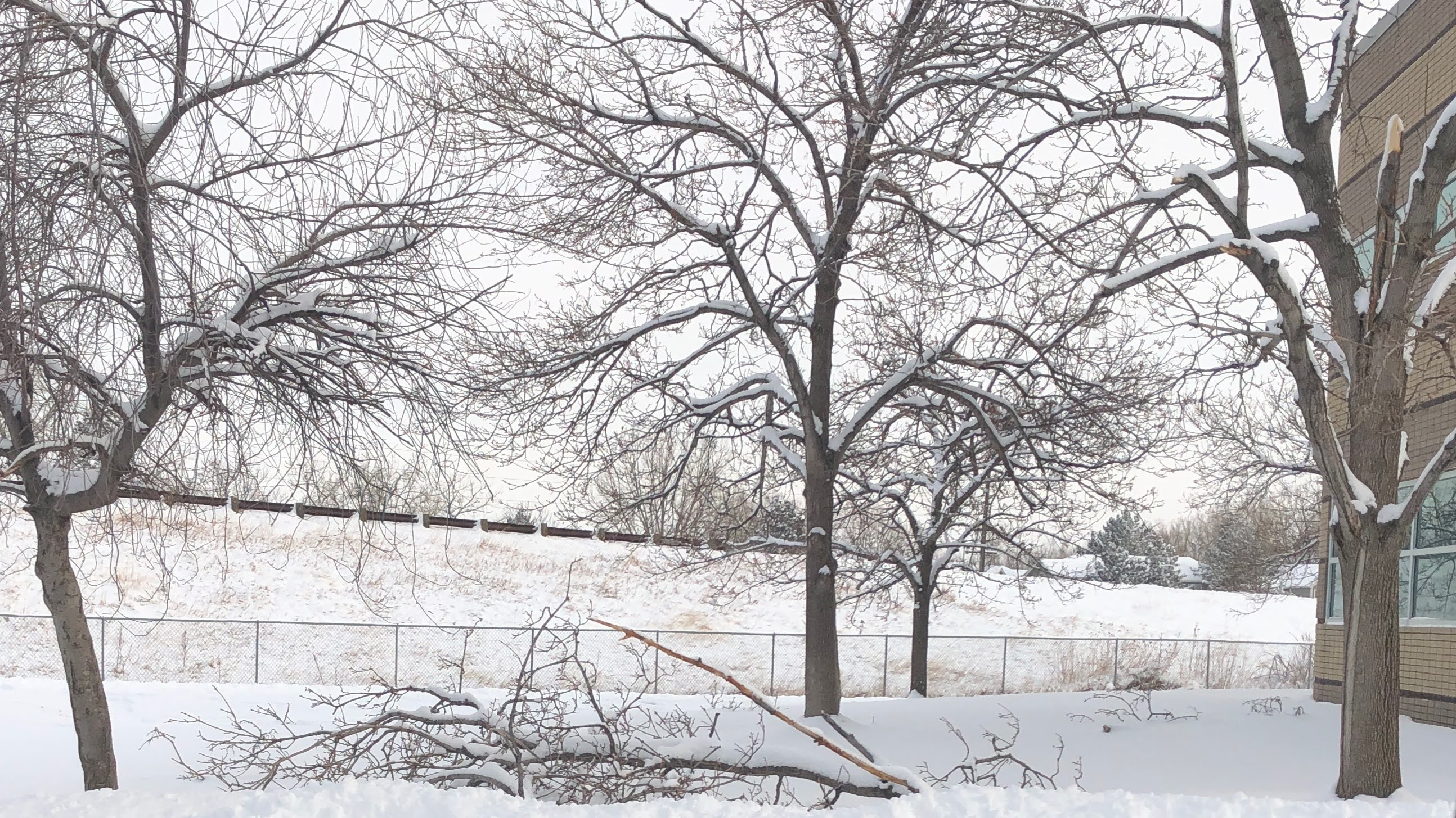 snow on trees